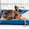 SATUY Spring Latch Hook Pet Cage Door Secure Galvanized-5